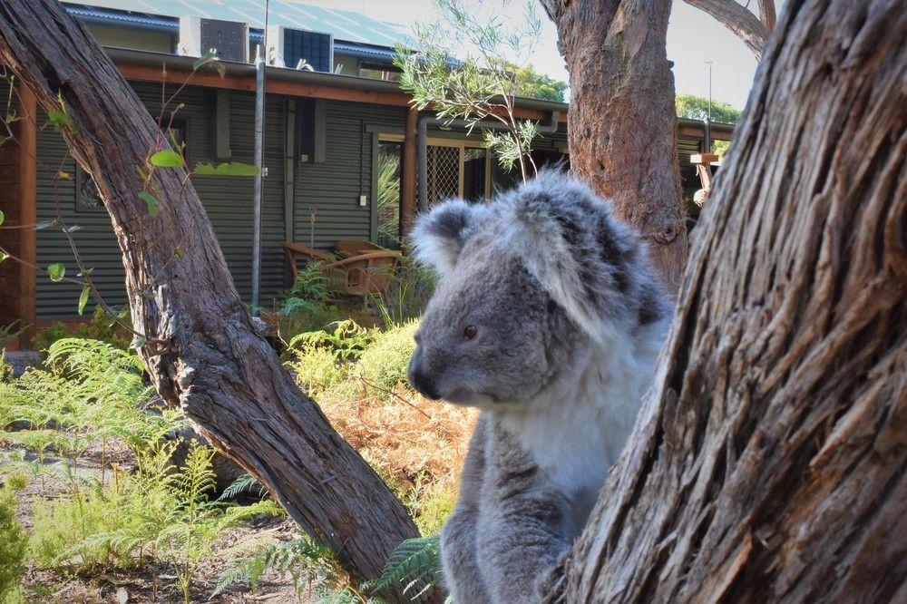 Kangaroo Island Wilderness Retreat 弗林德斯彻斯 外观 照片