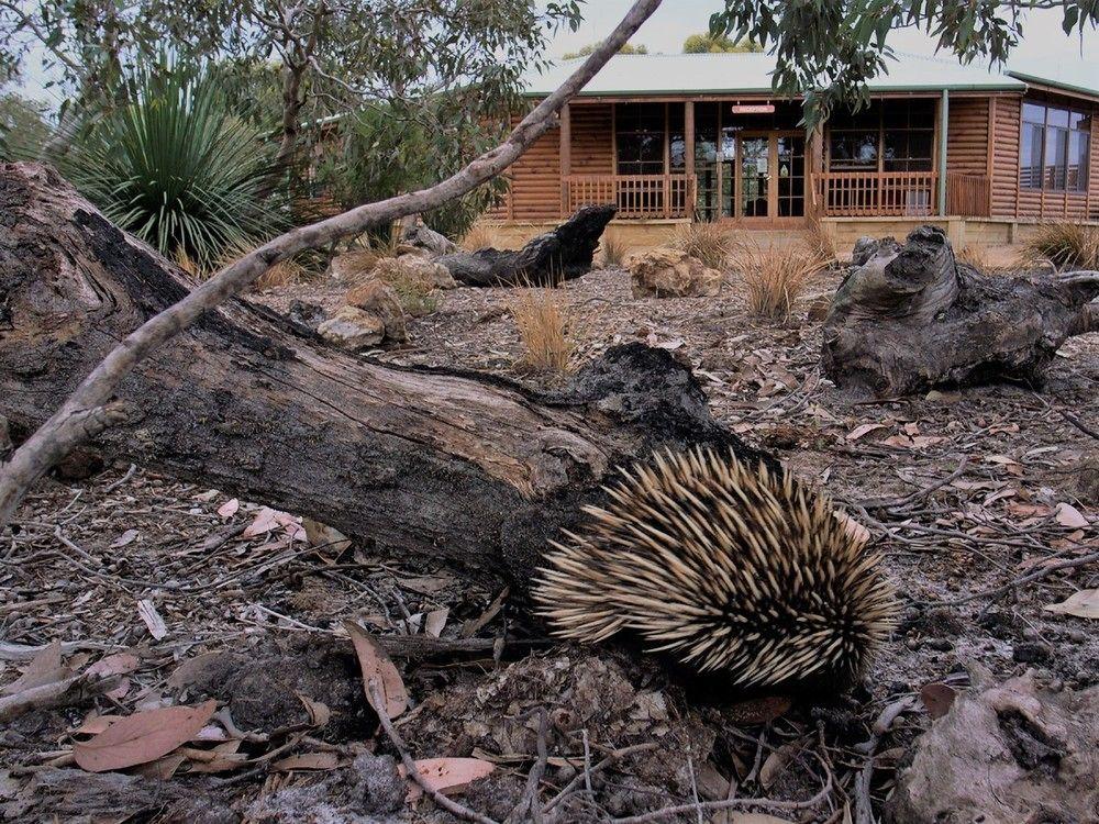 Kangaroo Island Wilderness Retreat 弗林德斯彻斯 外观 照片