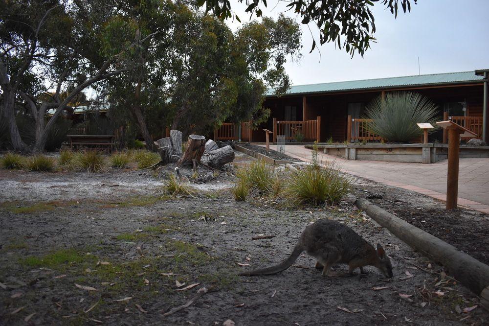 Kangaroo Island Wilderness Retreat 弗林德斯彻斯 外观 照片
