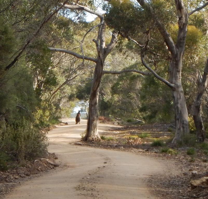 Kangaroo Island Wilderness Retreat 弗林德斯彻斯 外观 照片