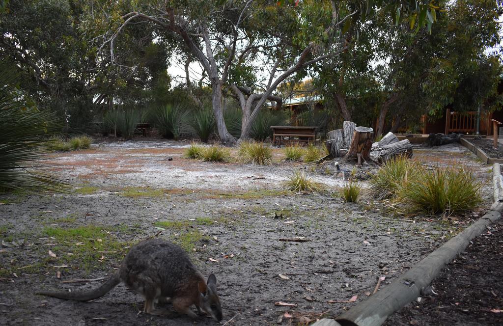 Kangaroo Island Wilderness Retreat 弗林德斯彻斯 外观 照片