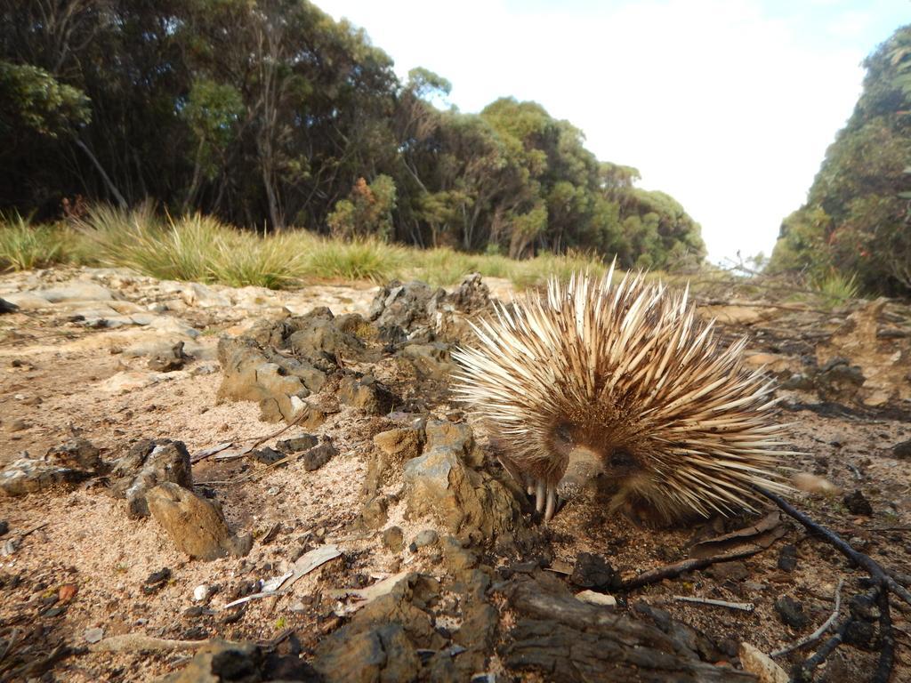 Kangaroo Island Wilderness Retreat 弗林德斯彻斯 外观 照片