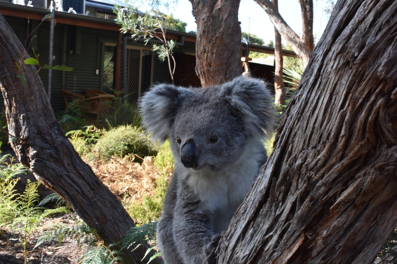 Kangaroo Island Wilderness Retreat 弗林德斯彻斯 外观 照片