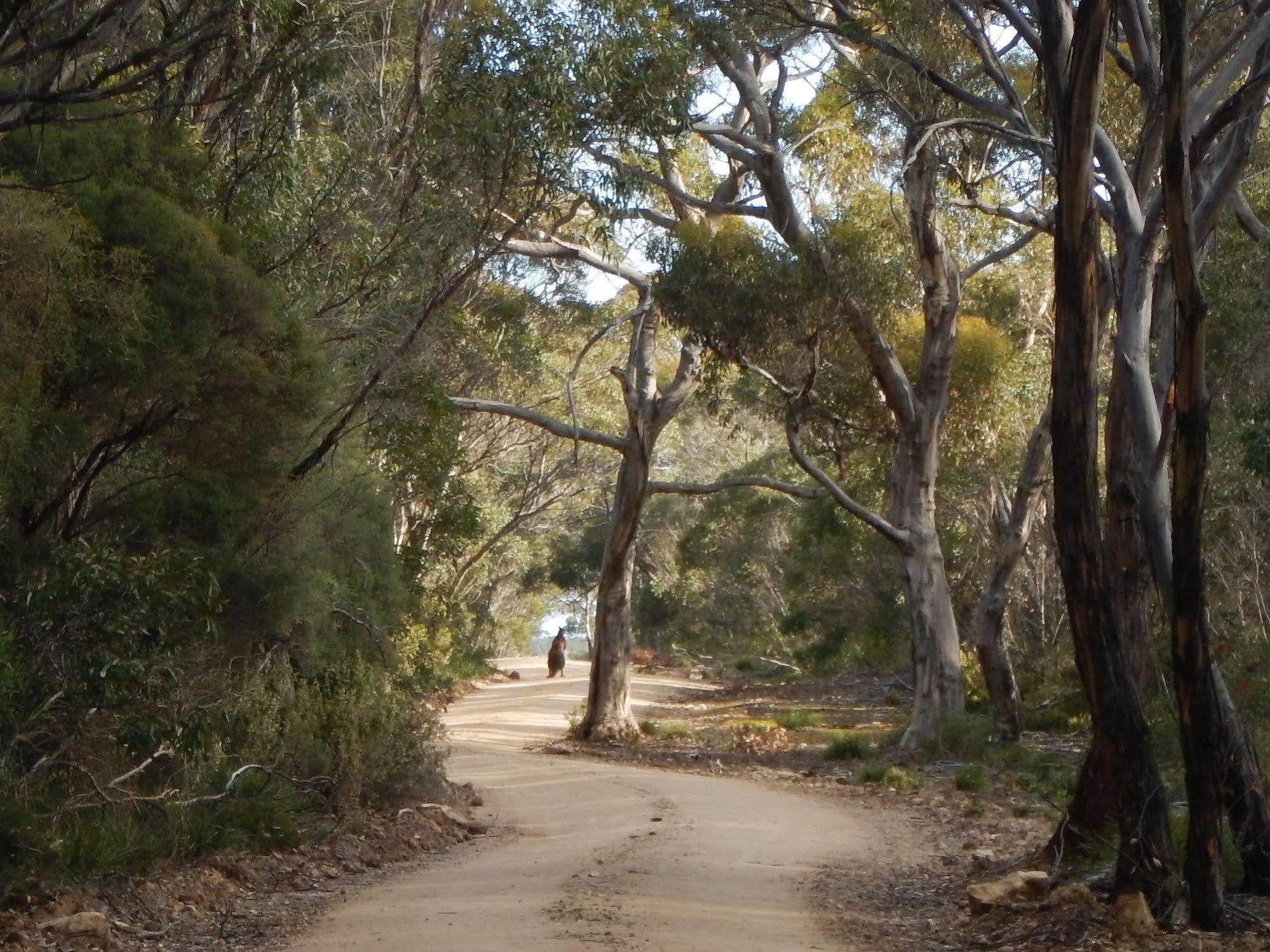 Kangaroo Island Wilderness Retreat 弗林德斯彻斯 外观 照片
